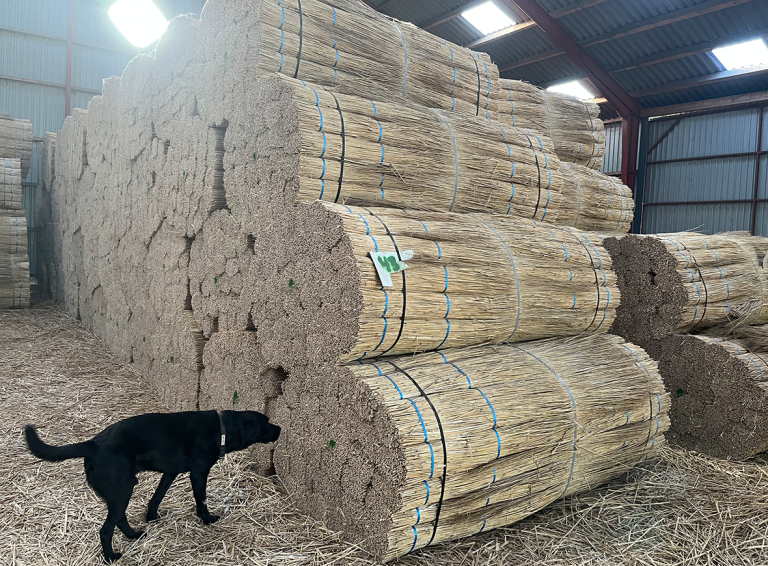 På billedet ses Miscanthus Sinensis (elefantgræs), som kan anvendes til dels tagdækning på samme måde som tagrør, dels indgå i diverse byggematerialer såsom plade- og kompositmaterialer og som akustik- og isoleringsmaterialer.